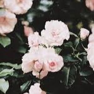 Meet your Posher, Kaylee